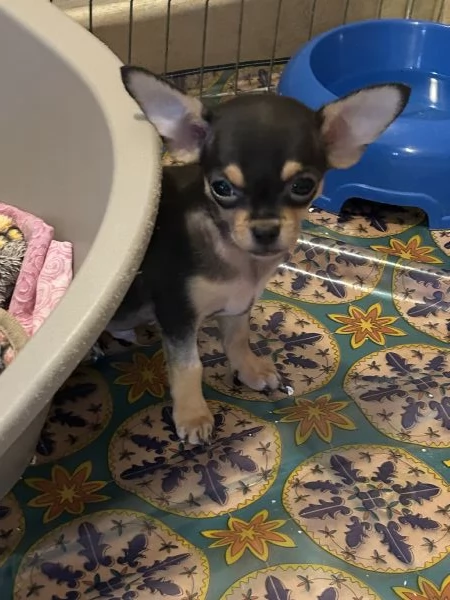 Cuccioli di Chihuahua