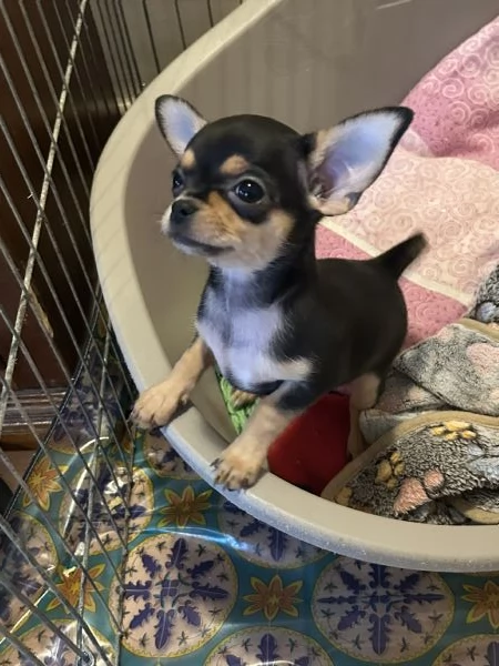 Cuccioli di Chihuahua | Foto 1