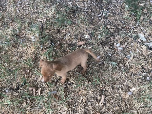 Regalati cuccioli meticci taglia medio piccola | Foto 0