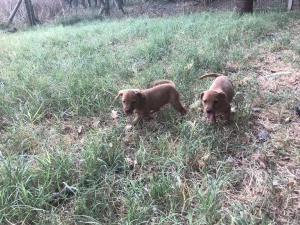 Regalati cuccioli meticci taglia medio piccola