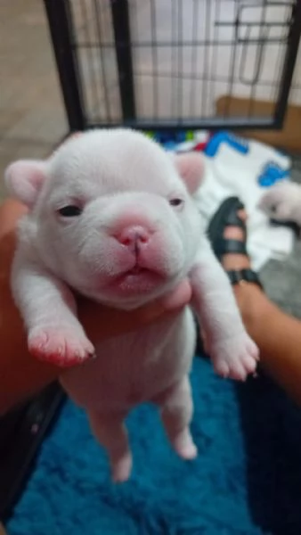 Cuccioli bulldog francese  | Foto 0