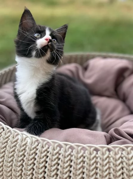 Cuccioli Maine Coon 