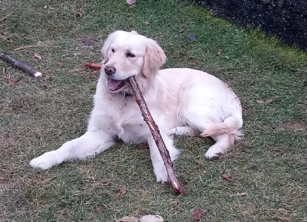 Golden Retriever maschio 1 anno con pedigree | Foto 0