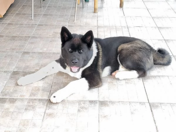 Akita americano  cucciolo di 55 mesi