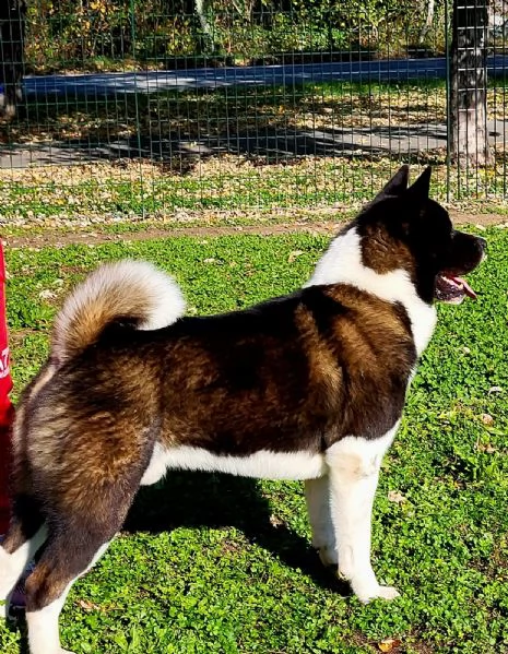 Akita americano  cucciolo di 55 mesi | Foto 2