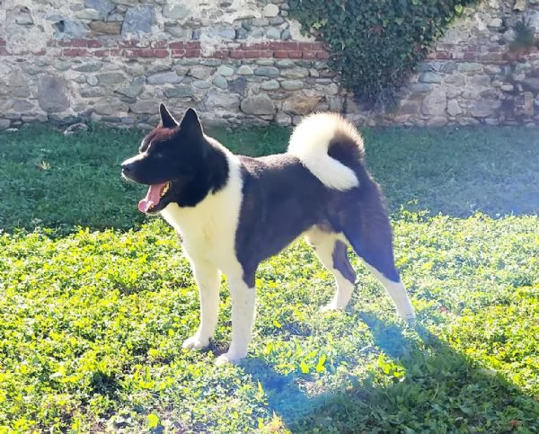 Akita americano  cucciolo di 55 mesi | Foto 0