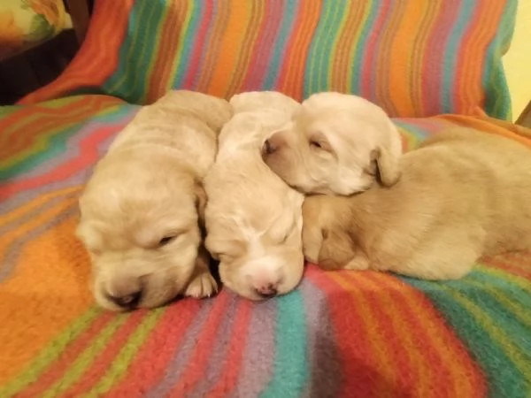 Cuccioli di labrador 