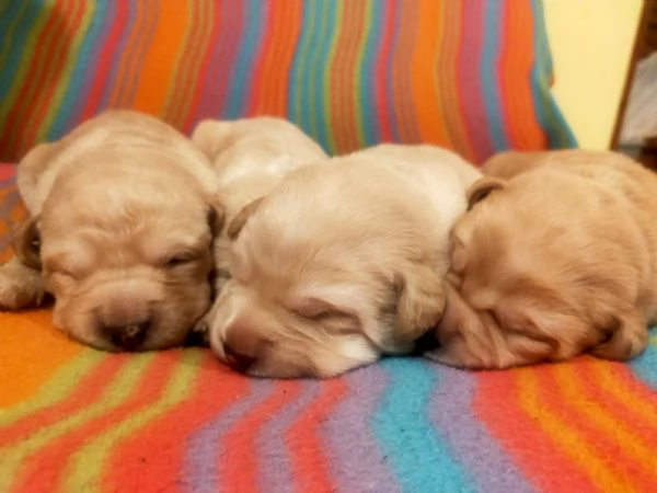 Cuccioli di labrador  | Foto 3