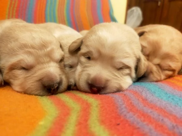 Cuccioli di labrador  | Foto 1