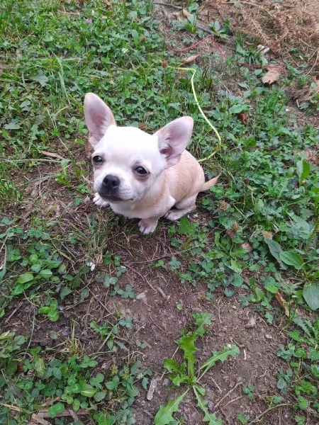 Chihuahua cucciolo maschietto pelo corto