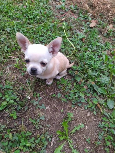 Chihuahua cucciolo maschietto pelo corto | Foto 1