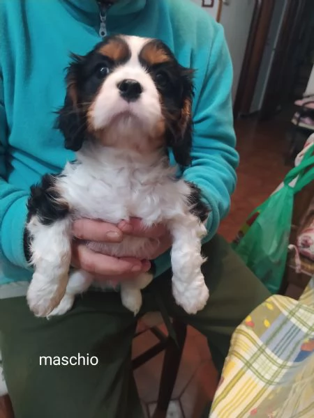 Cavalier king cucciolo tricolore