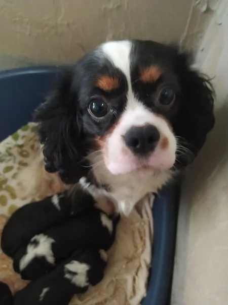 Cavalier king cucciolata tricolore | Foto 1