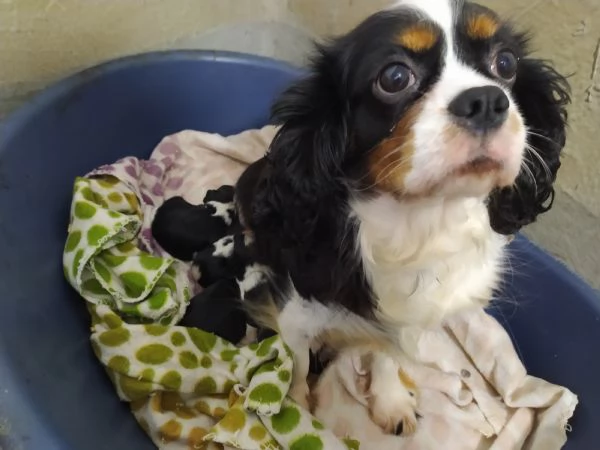 Cavalier king cucciolata tricolore