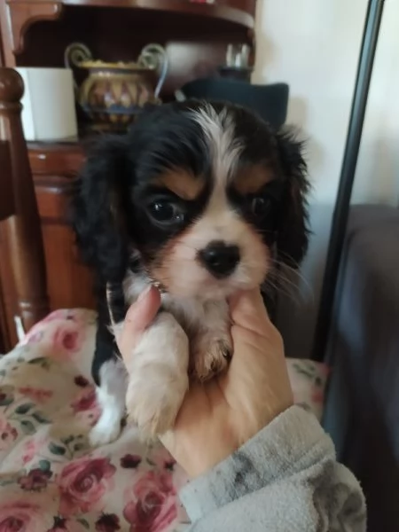 Cavalier king cucciolo maschietto