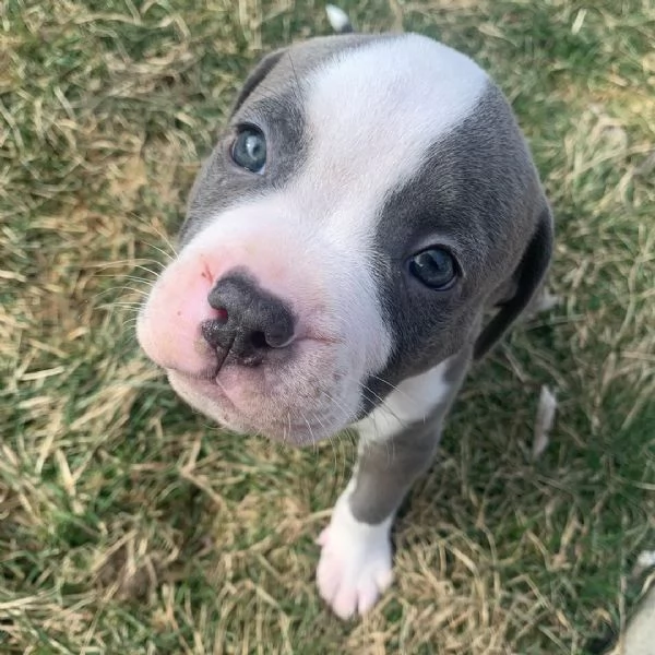 Dolci cuccioli di Pittbull terrier