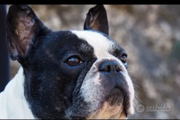 BOULEDOGUE FRANCESE