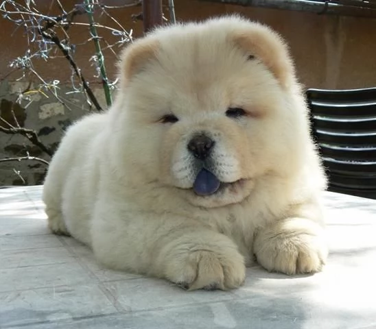 REGALO CHOW CHOW 