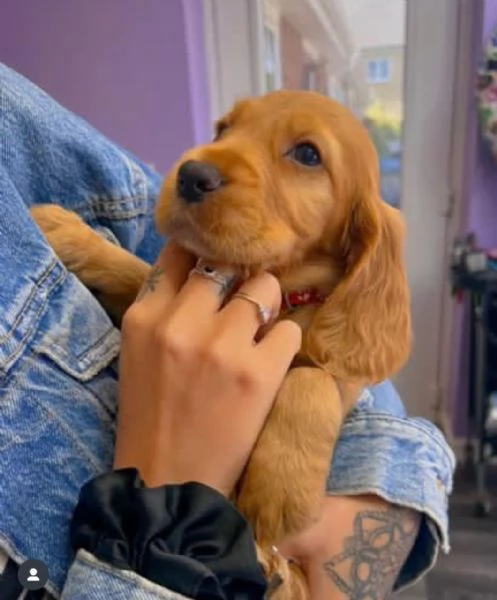 REGALO Cuccioli Coker Spaniel i cuccioli vengono consegnati con svezzamento  primo vaccino librett