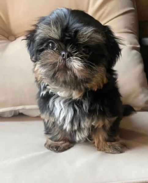 Regalo Bellissimi cuccioli allevati Shihtzu colore bianco e nero Due e una feminuccia Maschietti