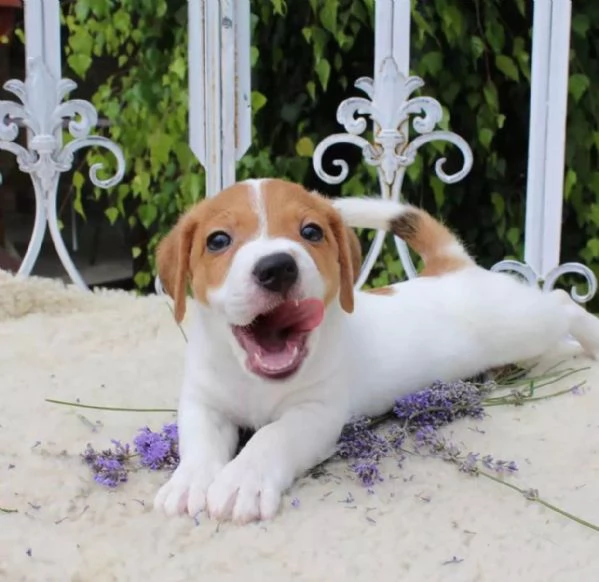 REGALO JACK RUSSELL CUCCIOLI Sono disponibile due bellissime cuccioli jack russell  Alta genealogia