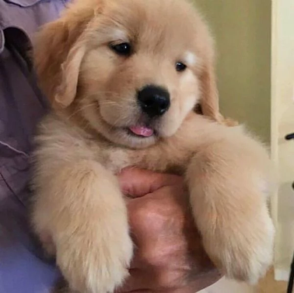 Regalo Cuccioli di Golden retriver Disponibili bellissimi cuccioli di Golden taglia standard mantell