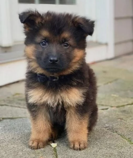 Regalo CUCCIOLI PASTORE TEDESCO CUCCIOLI DI PASTORE TEDESCO SONO 3 FEMMINE E 2 MASCHIO LE FOTO SONO