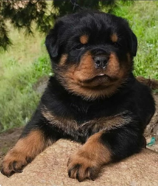 REGALO Cuccioli di rottweiler 1 femmine e un maschietto i cuccioli sono gia disponibili e verranno 