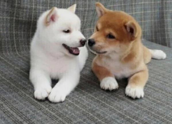 REGALO Cuccioli Shiba Inu cuccioli Shiba Inu maschio e femmina disponibile Tutti i documenti sono d