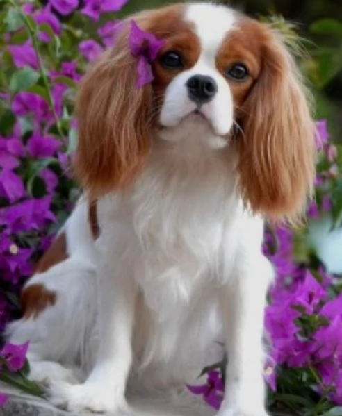  cuccioli di cavalier king femminucce e maschietti per ladozione gratuita i cuccioli sono vaccinati