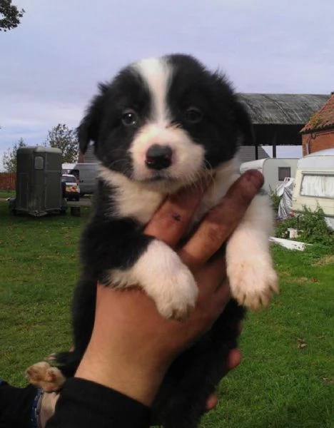 adorabili cuccioli di border collie femminucce e maschietti disponibili  i cuccioli sono vaccinati 