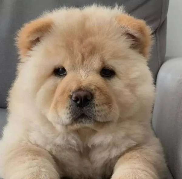 adorabili cuccioli di chow chow femminucce e maschietti disponibili  i cuccioli sono vaccinati sver