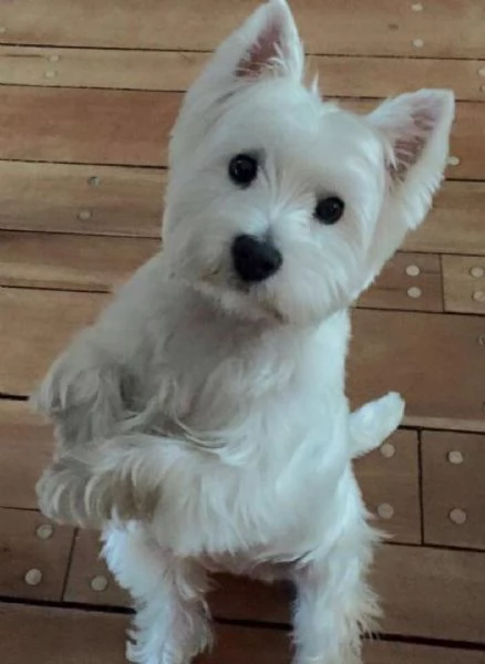 Regalo adorabili cuccioli West highland terrier bianco femminucce e maschietti gratuita i cuccioli s