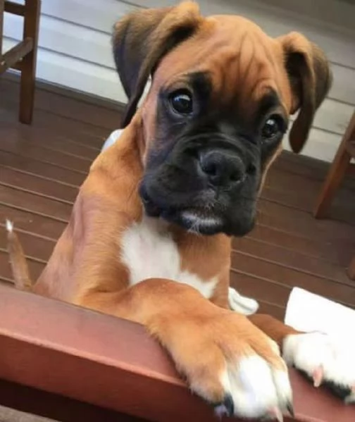 Regalo abbiamo cuccioli di BullMastiff sono BullMastiff di dimensioni  sono registrati AKC sono mo