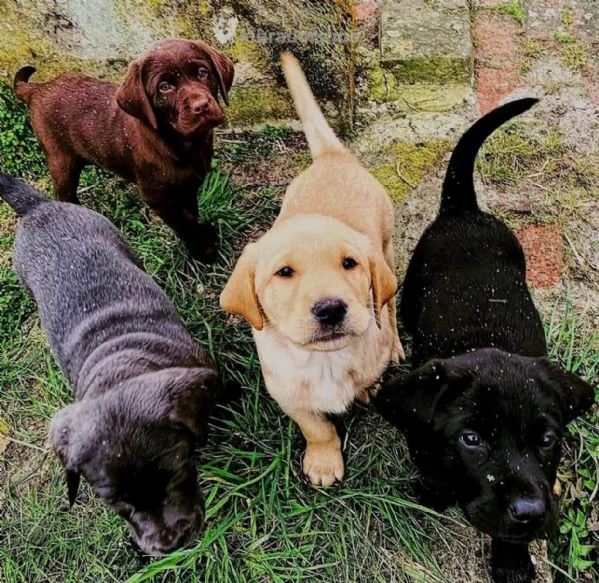  REGALO BELLO LABRADOR CUCCIOLI MASCHI E FEMMINE Bello Labrador  Maschio e femmina sverminato con