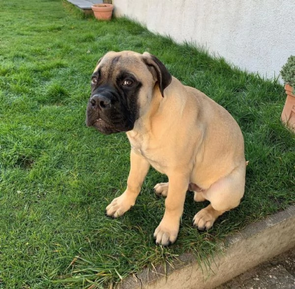 REGALO Estremamente carino cuccioli di boxer per ladozione Sono a casa sollevati e vasino addestrat