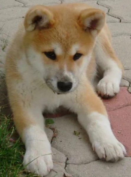 REGALO AKITA INU CUCCIOLI MASCHIO E FEMMINA Disponibili cuccioli  Ottima genealogia Caratteri sple