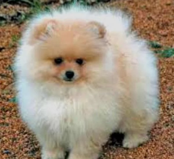 Regalo Cuccioli di volpino di pomerania Pomerania maschi e femmine vaccinati sverminati e con micro