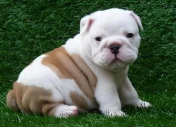 REGALO BULLDOG INGLESE CUCCIOLI CON PEDIGREE BULLDOG INGLESE PELO CORTO TAGLIA PICCOLA MOLTO BELLI 