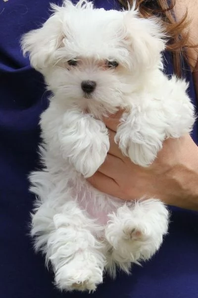 Regalo ALLEVAMENTO MALTESI TAGLIA MINI TOY Ho bellissimi cuccioli maltese pronti per loro nuove case