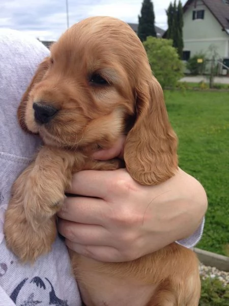 REGALO Cuccioli Coker Spaniel i cuccioli vengono consegnati con svezzamento  primo vaccino librett