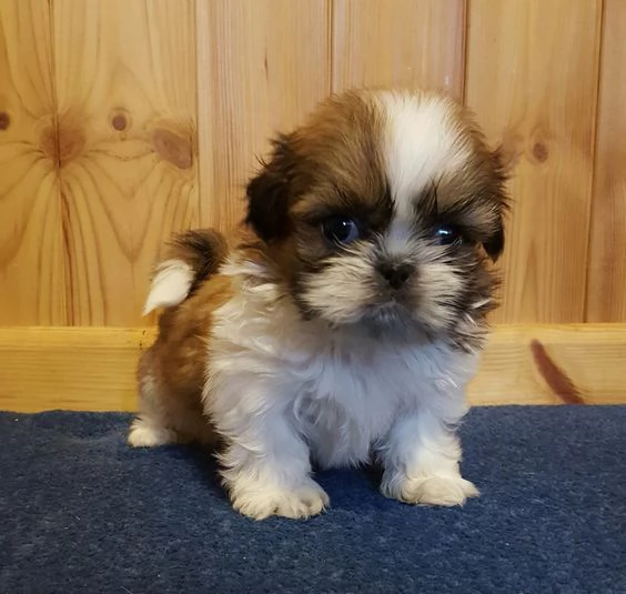 Regalo Bellissimi cuccioli allevati Shihtzu colore bianco e nero Due e una feminuccia Maschietti