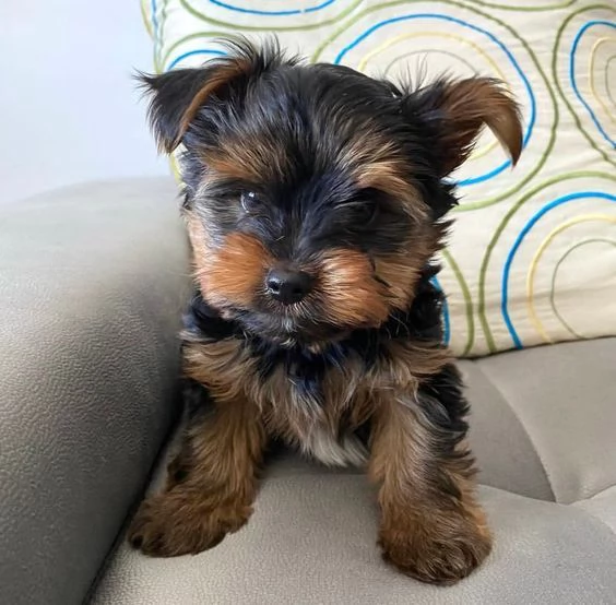 Regalo Abbiamo avere amorevole Yorkie cuccioli per lAdozione Abbiamo avere Yorkie amorevole per lA