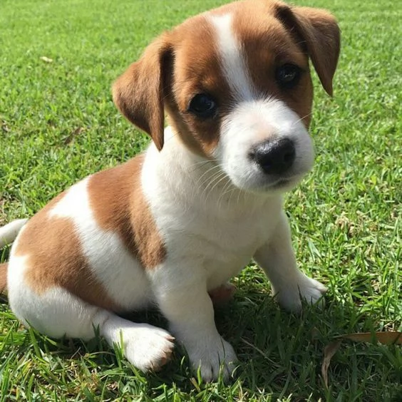 Regalo CUCCIOLI DI RAZZA PURA JACK RUSSEL Tutti i documenti sono disponibili di contattarci per ult