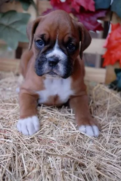 REGALO Estremamente carino cuccioli di boxer per ladozione Sono a casa sollevati e vasino addestrat