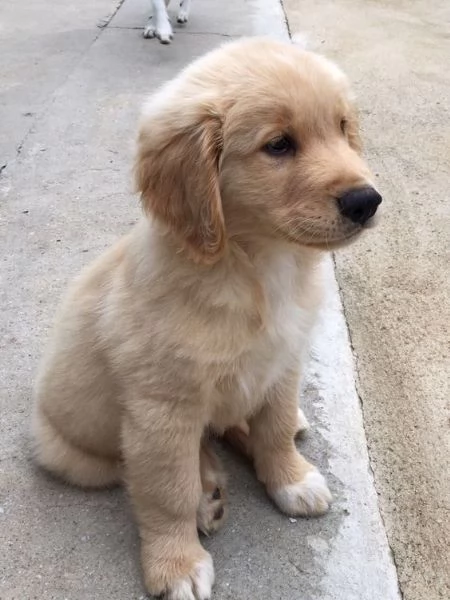 REGALO Golden retriver cuccioli Abbiamo disponibili cuccioli con garanziaalmeno 2 vaccinazioni mic