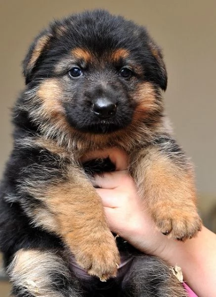 Regalo CUCCIOLI PASTORE TEDESCO CUCCIOLI DI PASTORE TEDESCO SONO 3 FEMMINE E 2 MASCHIO LE FOTO SONO