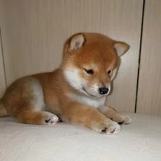 REGALO AKITA INU CUCCIOLI MASCHIO E FEMMINA Disponibili cuccioli  Ottima genealogia Caratteri sple