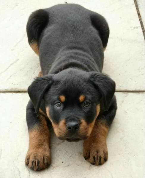 Regalo ROTTWEILER DI CUCCIOLI Disponibili bellissimi cuccioli fulvi  femmine e maschi con rilascio