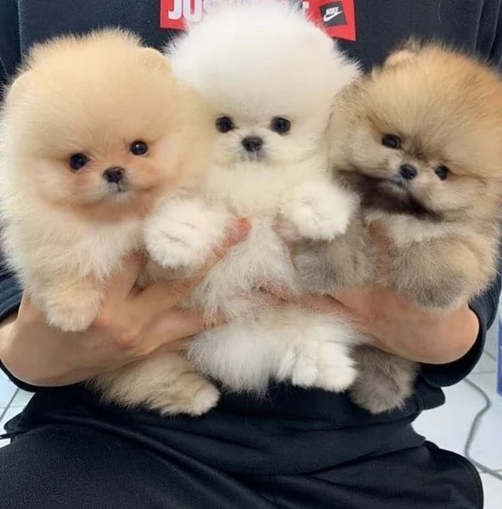 Regalo Cuccioli di volpino di pomerania Pomerania maschi e femmine vaccinati sverminati e con micro